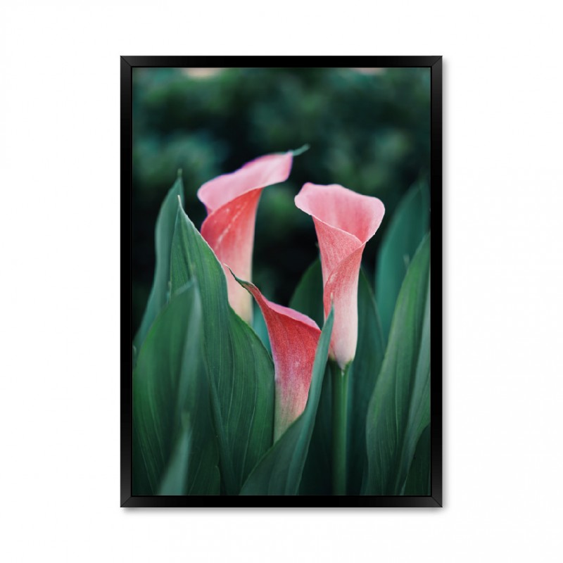 Calla