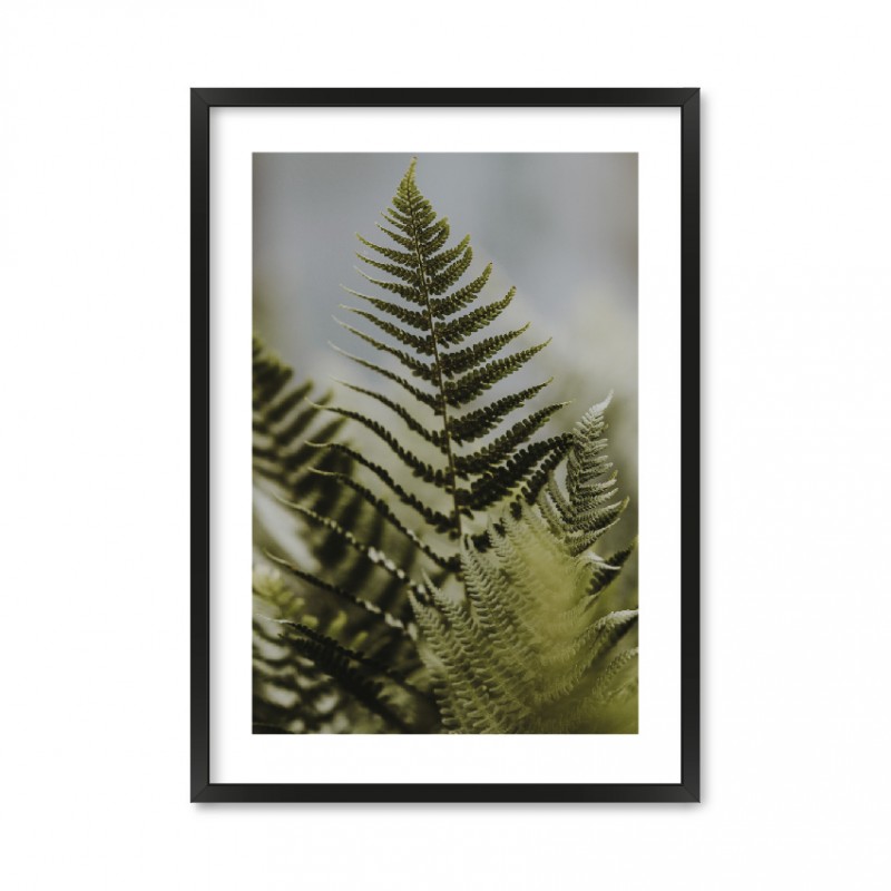 Fern Leaves