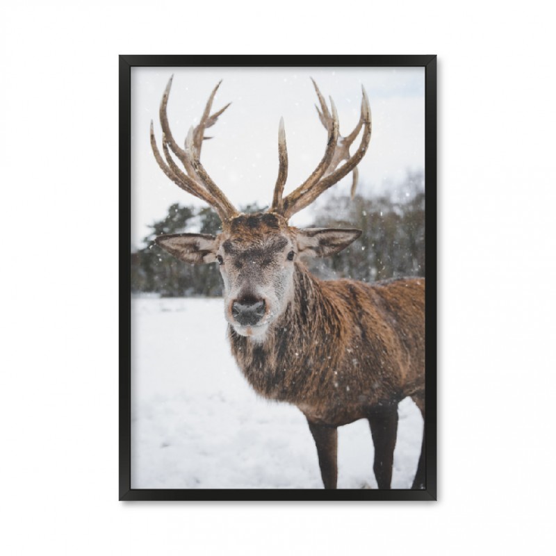 Reindeer.