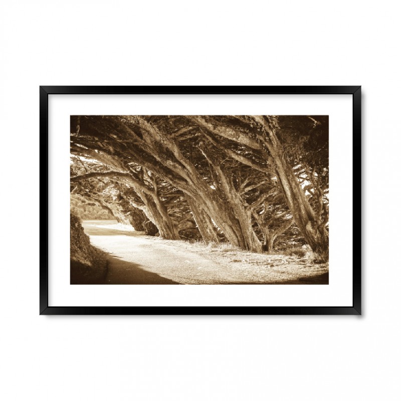 Sepia — Forest