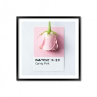 Pantone Candy Pink.