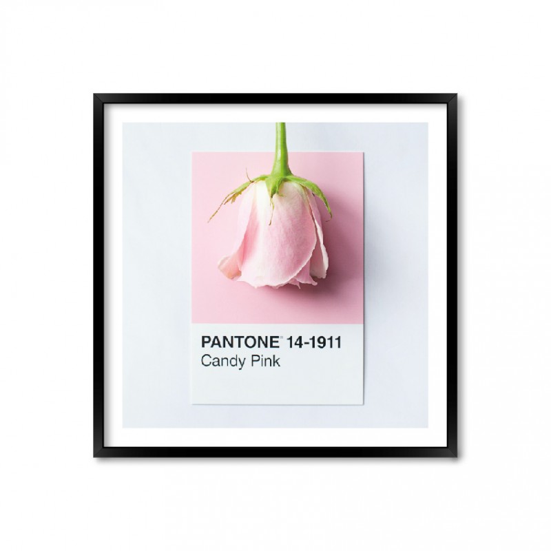 Pantone Candy Pink.