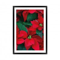 Christmas Flower