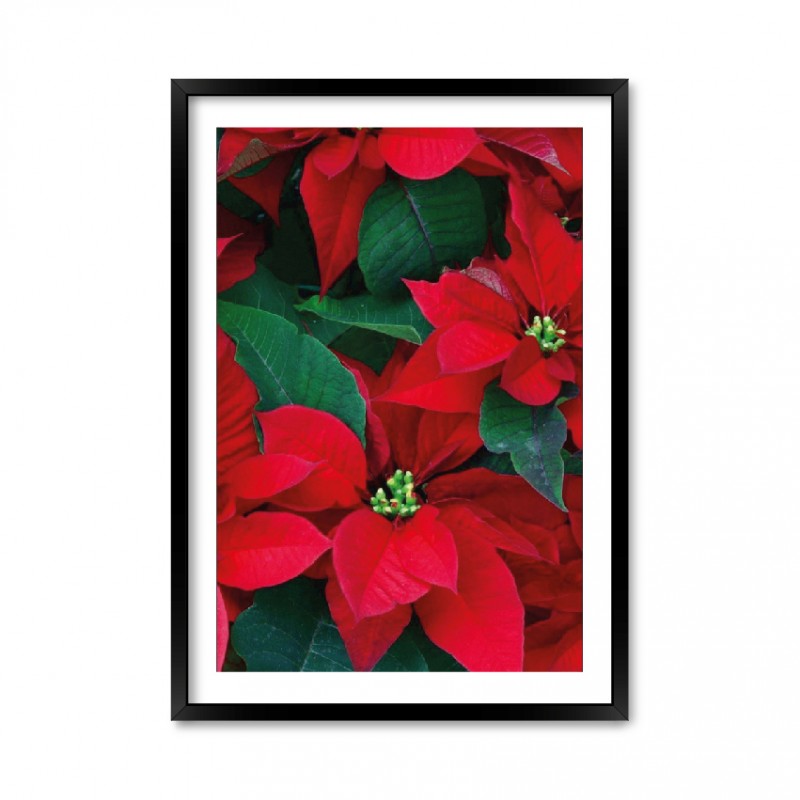 Christmas Flower