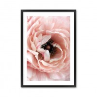 Peony 027