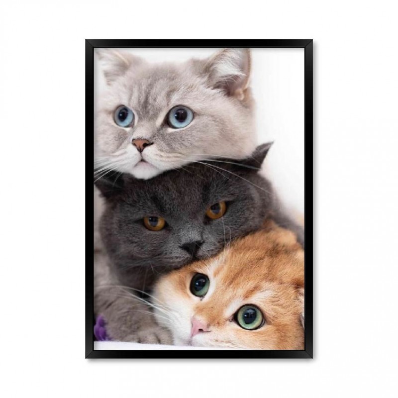 Котики