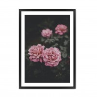 Rose.