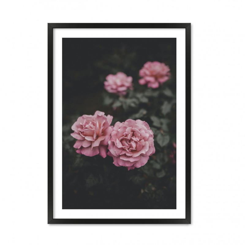 Rose.