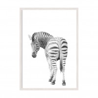 Little Zebra.