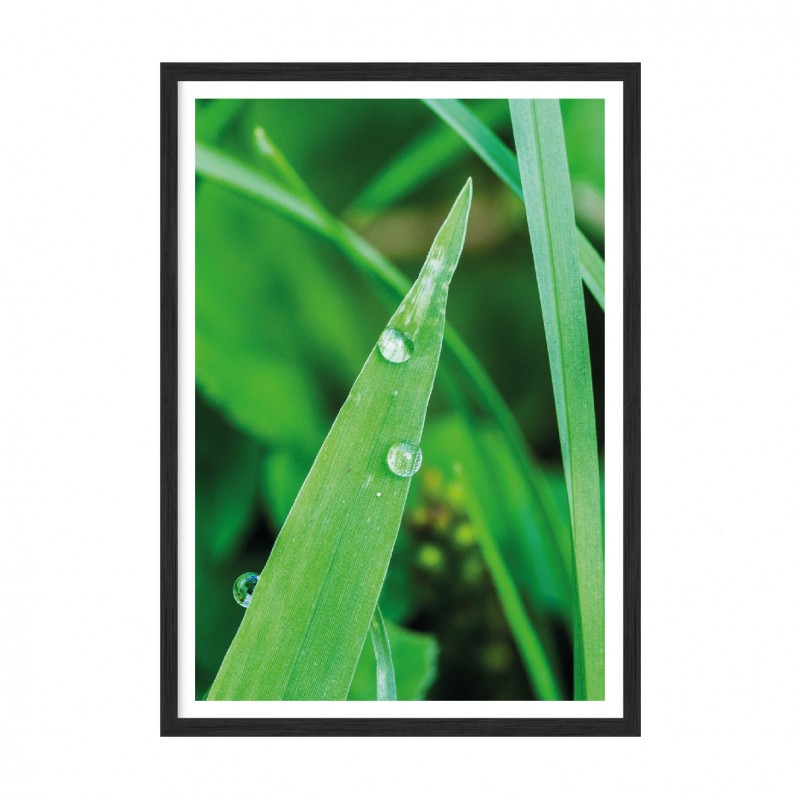 Dew.