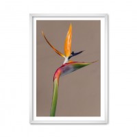 Bird of Paradise
