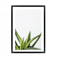 Aloe