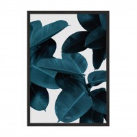 Ficus