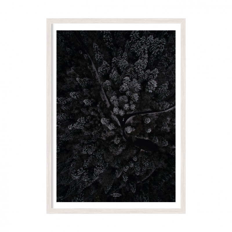 Forest.