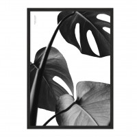 King Leaves.