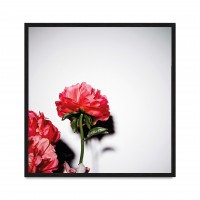 Peonies.