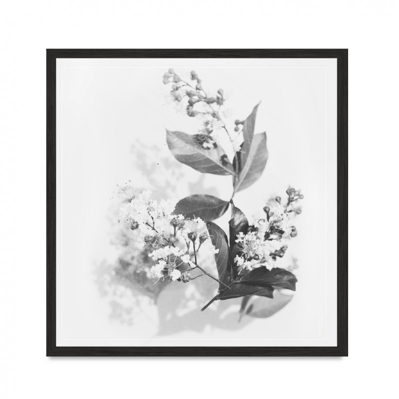 Flowers 02.