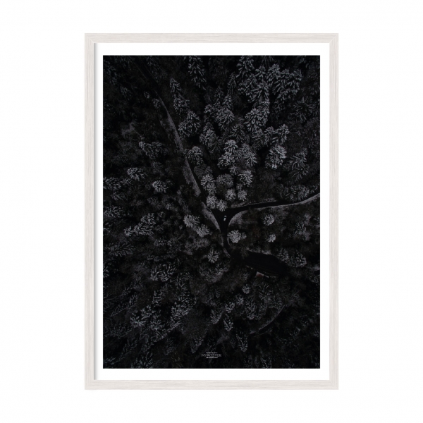 Forest.