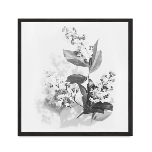 Flowers 02.