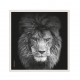 Lion vol 5.