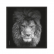 Lion vol 5.
