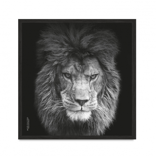 Lion vol 5.