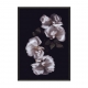 Flower Dream N01.