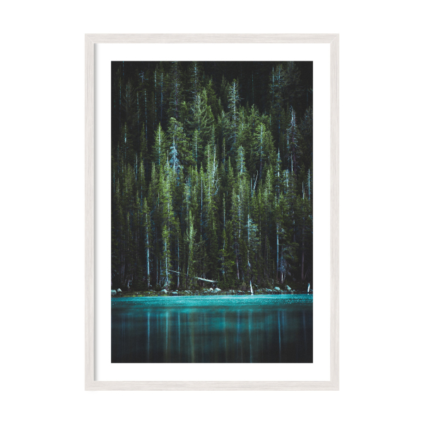 Forest.