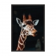 Giraffe.