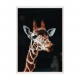 Giraffe.
