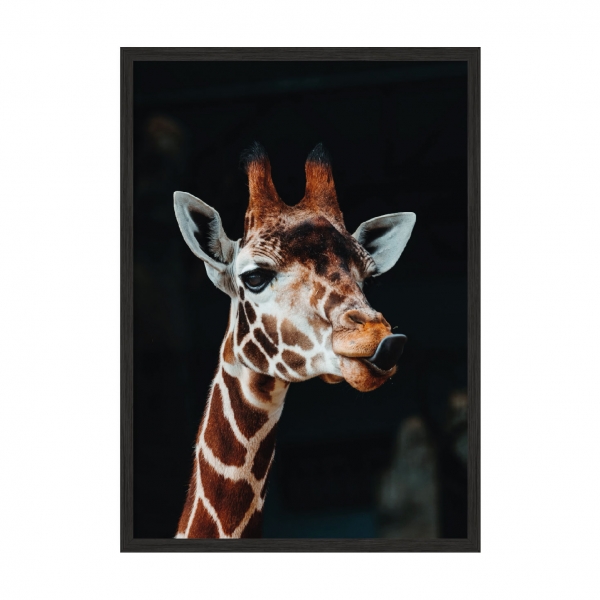 Giraffe.