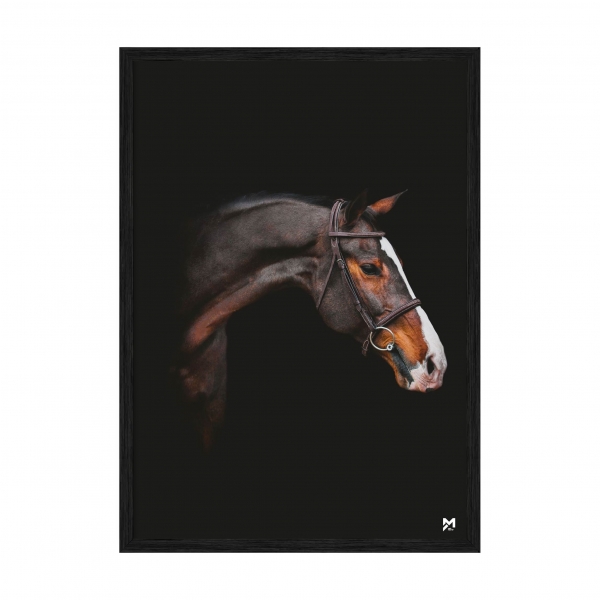 Horse.