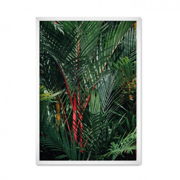 Palm 17.