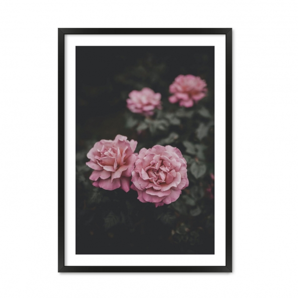Rose.