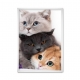 Kitties