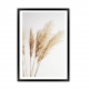 Spikelets of Wheat.