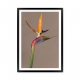 Bird of Paradise