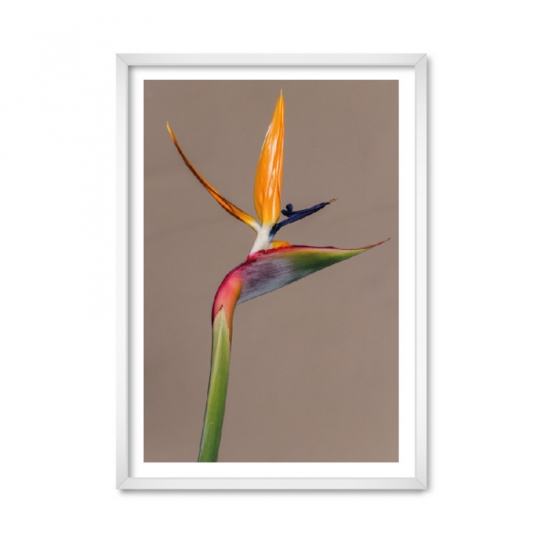Bird of Paradise