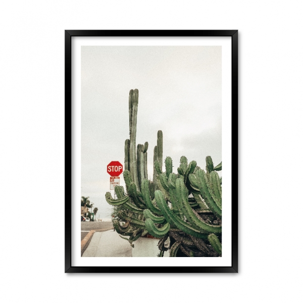 Cactus.