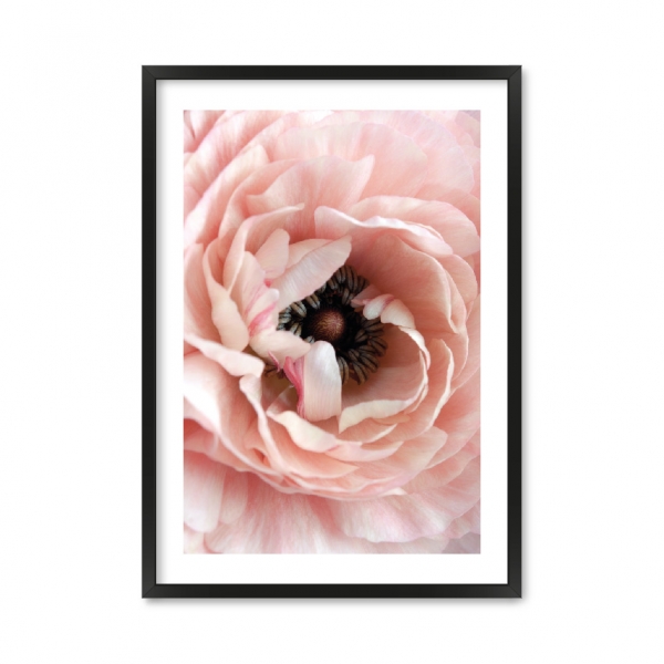 Peony 027