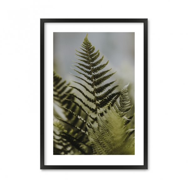 Fern Leaves