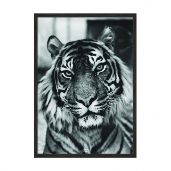 Tiger Black.