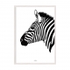 Zebra.